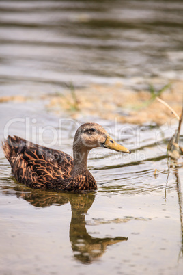 Female Mottled Duck Anas fulvigula fulvigula