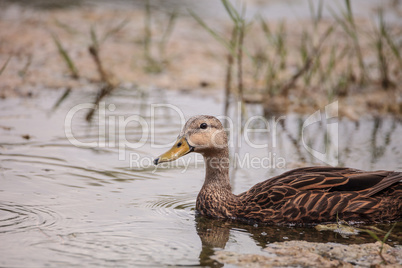 Female Mottled Duck Anas fulvigula fulvigula