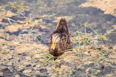 Female Mottled Duck Anas fulvigula fulvigula