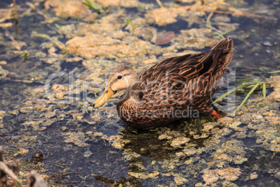 Female Mottled Duck Anas fulvigula fulvigula