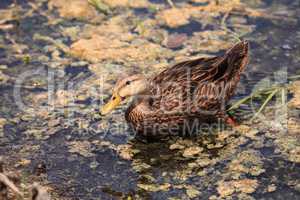 Female Mottled Duck Anas fulvigula fulvigula