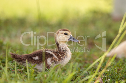 Yellow Baby Muscovy ducklings Cairina moschata in a pond