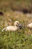 Yellow Baby Muscovy ducklings Cairina moschata in a pond