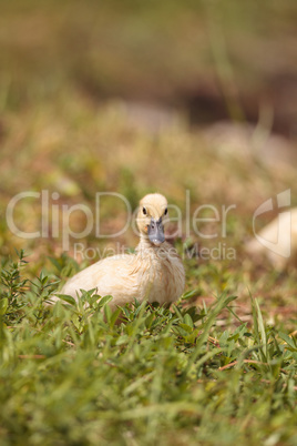 Yellow Baby Muscovy ducklings Cairina moschata in a pond