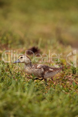 Yellow Baby Muscovy ducklings Cairina moschata in a pond