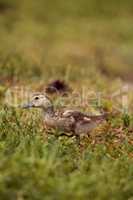 Yellow Baby Muscovy ducklings Cairina moschata in a pond