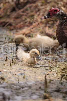 Yellow Baby Muscovy ducklings Cairina moschata in a pond