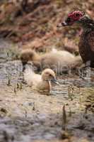 Yellow Baby Muscovy ducklings Cairina moschata in a pond