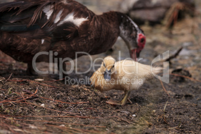 Yellow Baby Muscovy ducklings Cairina moschata in a pond