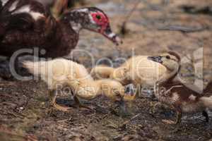 Yellow Baby Muscovy ducklings Cairina moschata in a pond