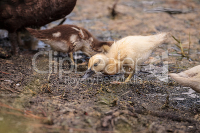 Yellow Baby Muscovy ducklings Cairina moschata in a pond