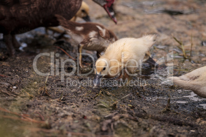 Yellow Baby Muscovy ducklings Cairina moschata in a pond