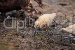 Yellow Baby Muscovy ducklings Cairina moschata in a pond