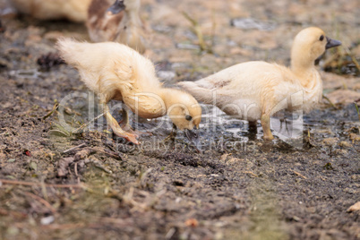 Yellow Baby Muscovy ducklings Cairina moschata in a pond