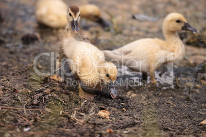 Yellow Baby Muscovy ducklings Cairina moschata in a pond