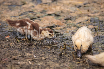 Yellow Baby Muscovy ducklings Cairina moschata in a pond