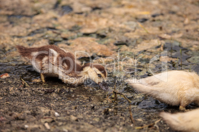 Yellow Baby Muscovy ducklings Cairina moschata in a pond