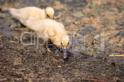 Yellow Baby Muscovy ducklings Cairina moschata in a pond