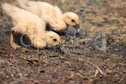 Yellow Baby Muscovy ducklings Cairina moschata in a pond