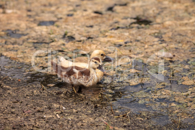 Yellow Baby Muscovy ducklings Cairina moschata in a pond