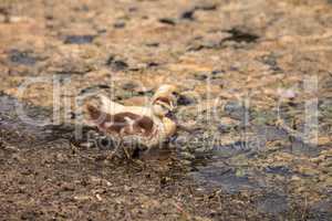 Yellow Baby Muscovy ducklings Cairina moschata in a pond