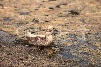 Yellow Baby Muscovy ducklings Cairina moschata in a pond