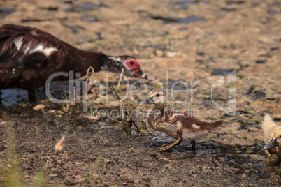 Yellow Baby Muscovy ducklings Cairina moschata in a pond