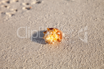 Fighting conch seashell Strombus pugilis on a white sand beach