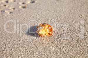 Fighting conch seashell Strombus pugilis on a white sand beach