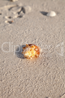 Fighting conch seashell Strombus pugilis on a white sand beach