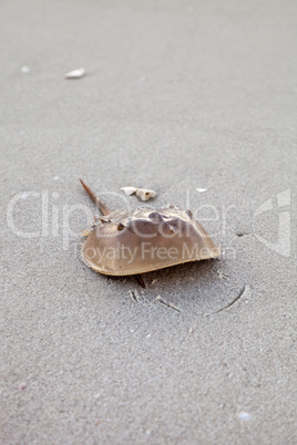 Atlantic Horseshoe crab Limulus polyphemus walks along the white