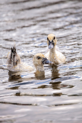 Adolescent juvenile muscovoy duckling Cairina moschata before fe