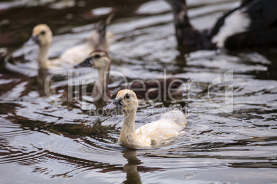 Adolescent juvenile muscovoy duckling Cairina moschata before fe