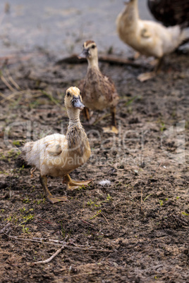Adolescent juvenile muscovoy duckling Cairina moschata before fe