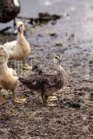 Adolescent juvenile muscovoy duckling Cairina moschata before fe