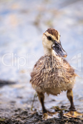 Adolescent juvenile muscovoy duckling Cairina moschata before fe