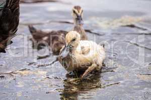 Adolescent juvenile muscovoy duckling Cairina moschata before fe