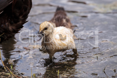 Adolescent juvenile muscovoy duckling Cairina moschata before fe