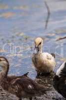 Adolescent juvenile muscovoy duckling Cairina moschata before fe