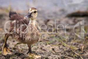 Adolescent juvenile muscovoy duckling Cairina moschata before fe