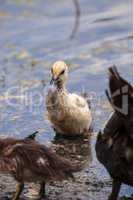 Adolescent juvenile muscovoy duckling Cairina moschata before fe