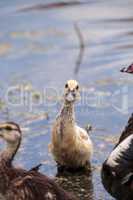 Adolescent juvenile muscovoy duckling Cairina moschata before fe