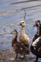 Adolescent juvenile muscovoy duckling Cairina moschata before fe