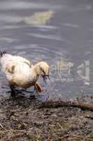 Adolescent juvenile muscovoy duckling Cairina moschata before fe