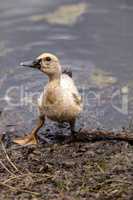 Adolescent juvenile muscovoy duckling Cairina moschata before fe