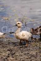 Adolescent juvenile muscovoy duckling Cairina moschata before fe