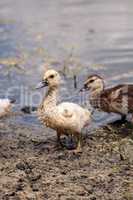 Adolescent juvenile muscovoy duckling Cairina moschata before fe