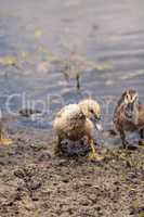 Adolescent juvenile muscovoy duckling Cairina moschata before fe