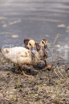Adolescent juvenile muscovoy duckling Cairina moschata before fe