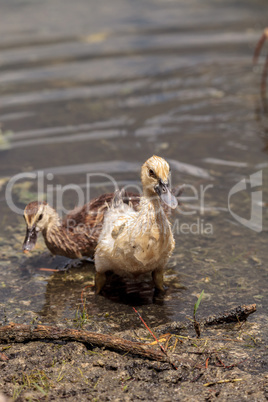 Adolescent juvenile muscovoy duckling Cairina moschata before fe